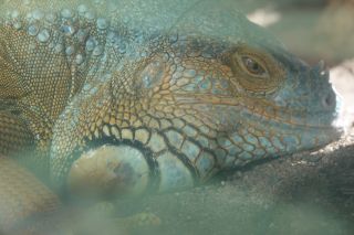 GC-Crocodilo Park 2020-010.JPG